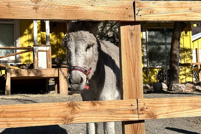 Oatman Mining Camp, Burros, Scenic RT 66 Direct From Las Vegas - Frequently Asked Questions