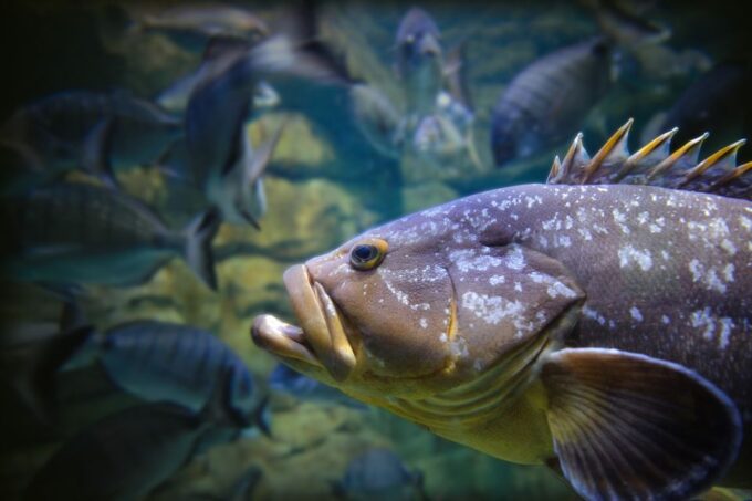 Paris: Aquarium De Paris Entrance Ticket - Booking and Availability Details