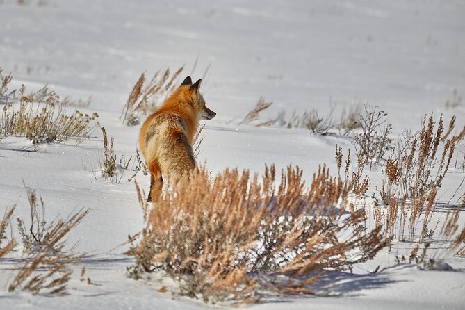 Private, Bespoke, Yellowstone Photography Safari - Half Day - Frequently Asked Questions