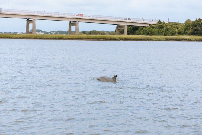 Private Charleston Dolphin Tour - Tips for a Memorable Dolphin Watching Experience