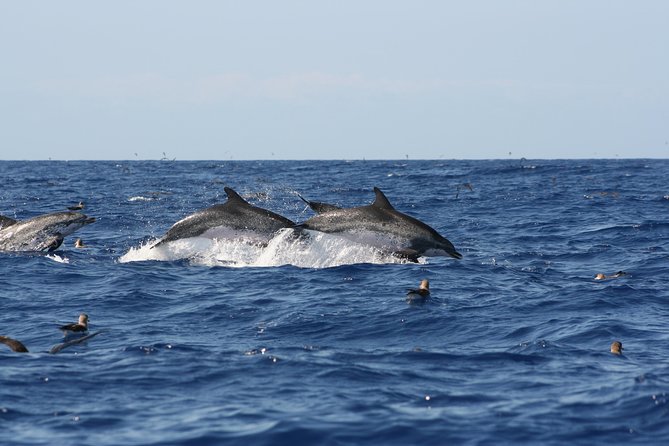 Private Historical Wildlife and Dolphin Cruise South Padre Island - The Personalized Small Group Advantage