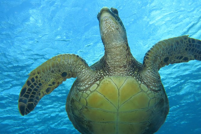 Private Scuba Diving in Lahaina - Pricing and Cancellation Policy