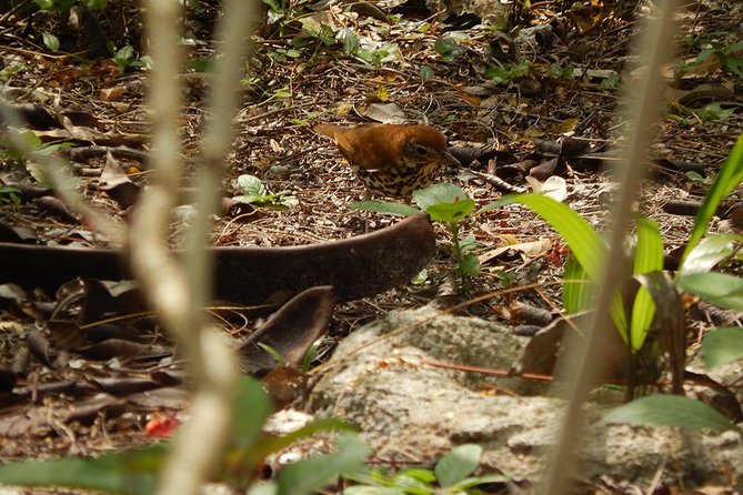 Private Tour: Birdwatching Playa Del Carmen - Why Choose This Tour