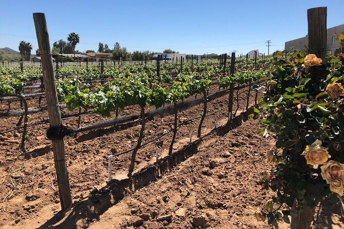Private Tour in Guadalupe Valley, Vine Yards & Wine Route ENS MX - Booking and Cancellation Policy