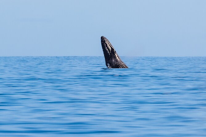 Private Whale Watching Tour of Oahu - Customer Reviews and Ratings