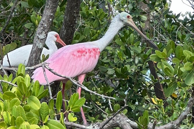 Robinson Preserve Nature Walk Eco Tour - Contact Information for Inquiries