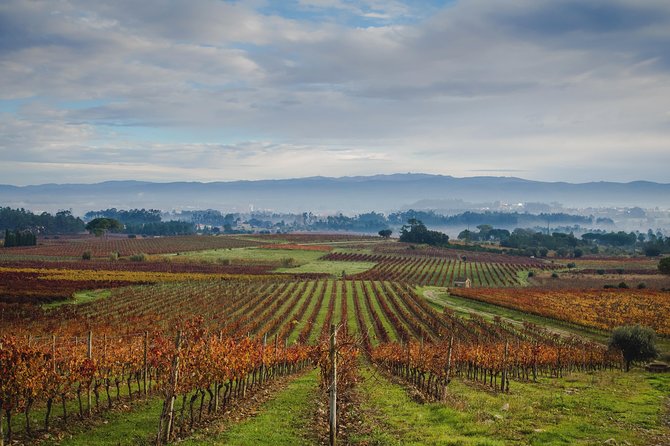 Self-drive Wine Tour in Bairrada Region - About the Bairrada Region