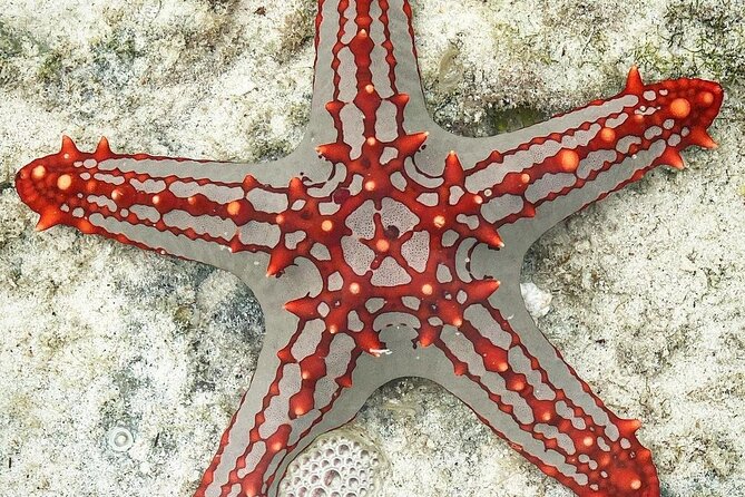Snorkeling at Blue Lagoon; Starfish; The Rock Restaurant & Paje Beach - Frequently Asked Questions