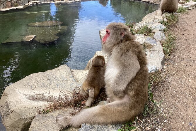 Snow Monkey Park Tour, From/To Tokyo, 2-12 Guests - Feedback and Ratings