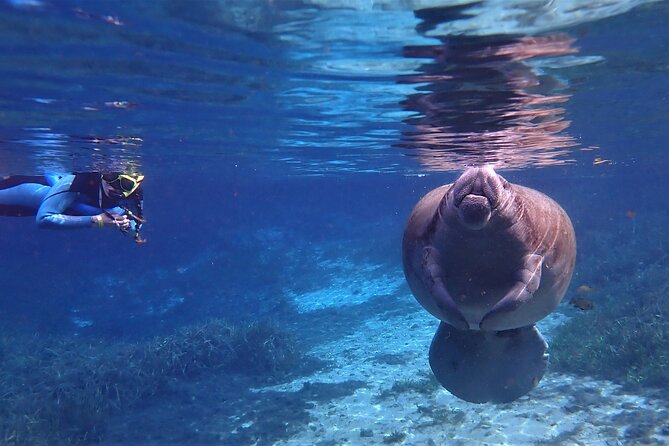 Swim With Manatees In Crystal River, Florida - Reflecting on the Unforgettable Experience