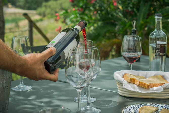 Tasting of Vernaccia, Chianti and Extra Virgin Olive Oil - Organic Olive Oil Tasting