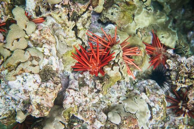 The Best 2 Hour Molokini Express Snorkeling - Cancellation and Booking Policies