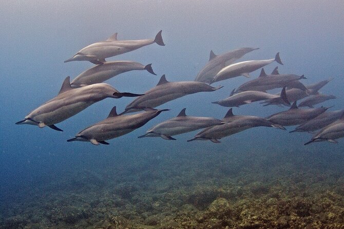 Try Scuba Diving in Kauai: All Experience Levels - Frequently Asked Questions