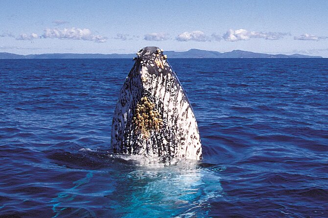Whalewatch Sail Deluxe Tour From Maaleae - Tour Duration and Schedule