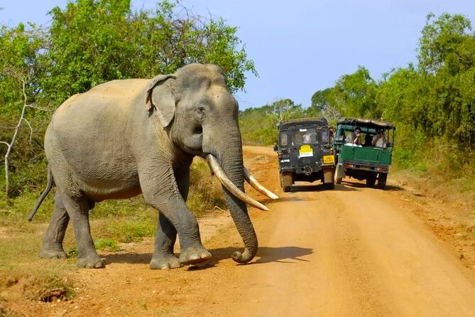 Yala National Park Private Jeep Safari From Colombo & Negombo - Frequently Asked Questions