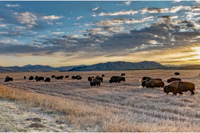 Yellowstone Wildlife and Photo Tour Review - The Sum Up