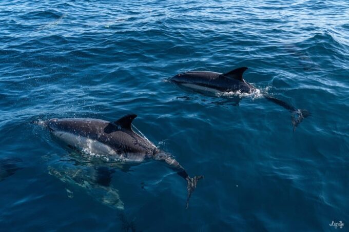 Basque Country: Dolphin Watching Boat Trip - Frequently Asked Questions