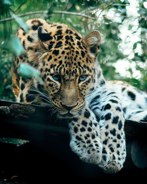 Explore the MAGIC of Sri Lanka in 7days -4 Star Hotels Incl. - Frequently Asked Questions