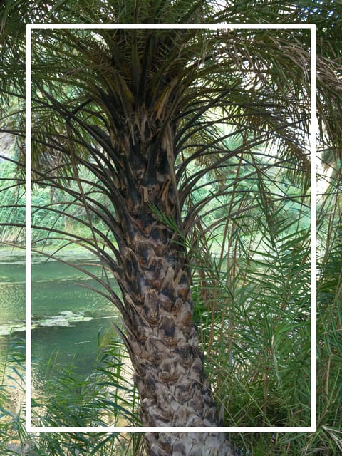 From Chania: Preveli Beach , a Day at a Tropical Paradise! - Frequently Asked Questions