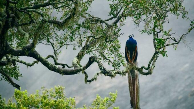 Kalutara/Bentota/Kosgoda/Ahungalla/Hikkaduwa: Yala Safari - Frequently Asked Questions
