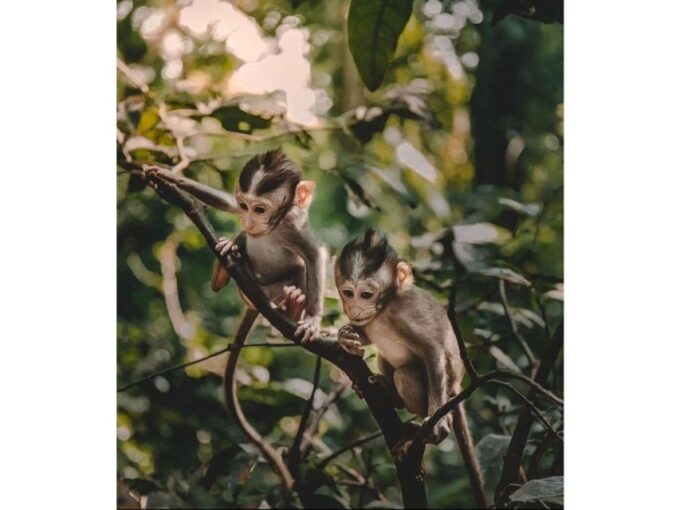Kandy to Pinnawala Orphanage and Ambuluwawa TukTuk Day Tour - Frequently Asked Questions