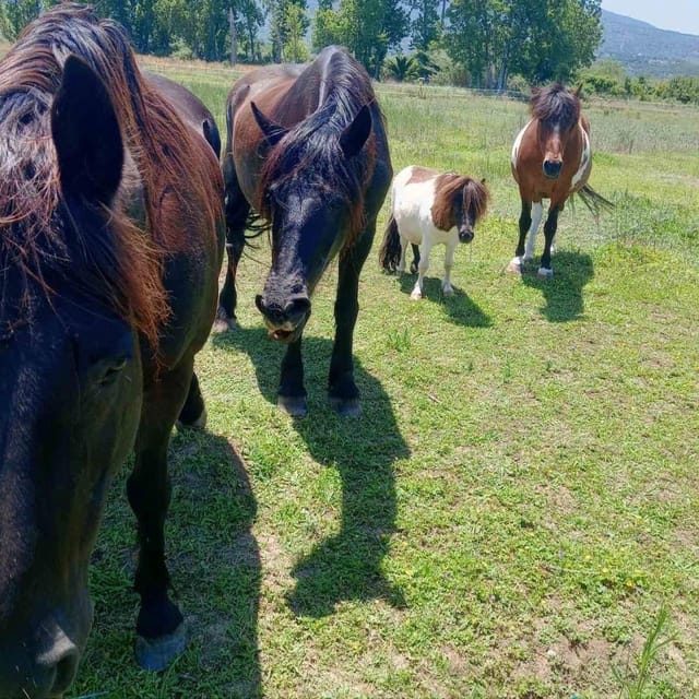 Olive Oil Evening A Journey of Taste, Tradition and Horses - Frequently Asked Questions
