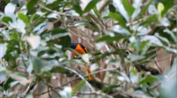Sri Lanka Rainforest Trekking, Wildlife Safari, Water Sport - Frequently Asked Questions
