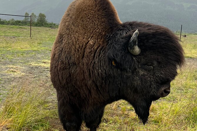 A Guided Alaskan Escape Review - Overview and Pricing