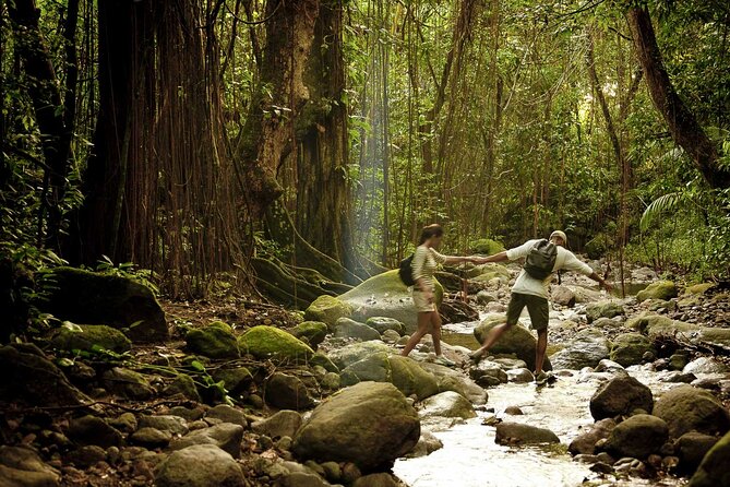 A Scenic, Historical and Guided Rainforest Tour - Key Points