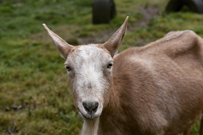 Adirondacks Farm Experience: A Review - Good To Know
