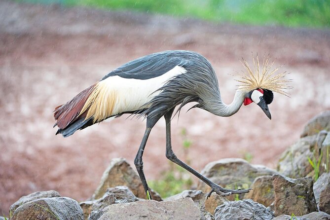 African Wildlife Safari 7 Days - Key Points