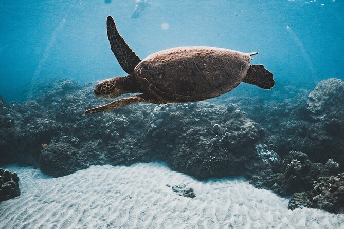 Afternoon Turtle Snorkel Sail From Maui - Key Points