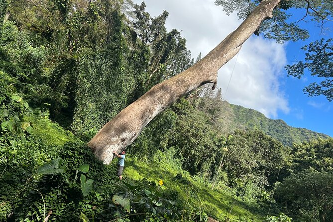 Aiea Loop Trail Hiking Review - Tour Overview
