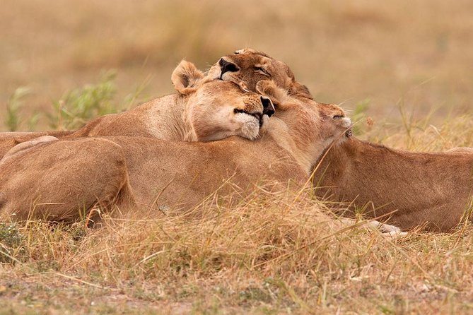 Akagera National Park Day Trip - Key Points