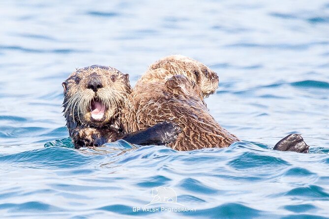 Alaska Wildlife Tour in Kachemak Bay - Good To Know