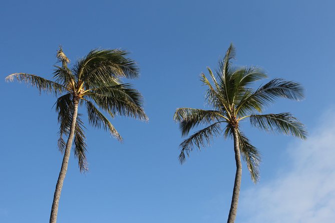 Aloha Scooter Tours Review: Explore Oahu in Style - Meeting Details