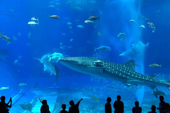 American Village &Okinawa Churaumi Aquarium Tour From Naha/Chatan - Good To Know