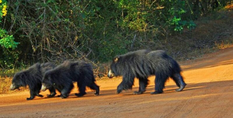 An 8-Days Adventure and Wildlife Exploration in Sri Lanka - Good To Know