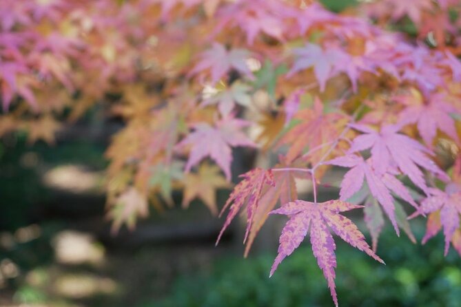 Autumn Leaves Private Tour in Nagoya - Good To Know