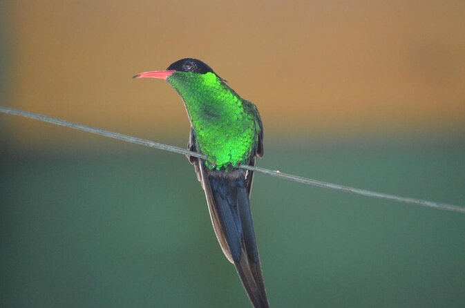 Bamboo Rafting/Foot Massage And Bird Sanctuary Private Tour - Key Points