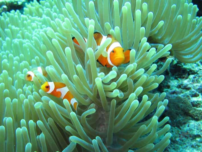 Basic Fun Dive at Menjangan Island