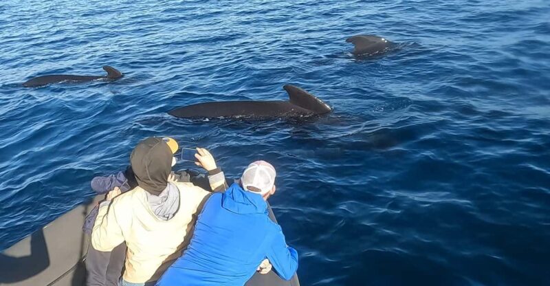 Basque Country: Dolphin Watching Boat Trip - Key Points