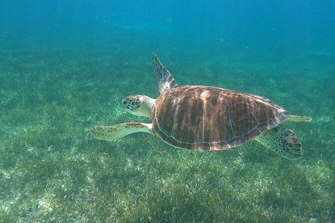 Beach Day Swim With Turtles and Pigs Excursion in Nassau - Pricing and Availability