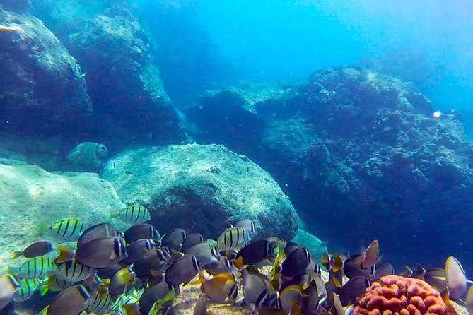 Beginner Scuba Diving Adventure With Videos in Honolulu - Good To Know