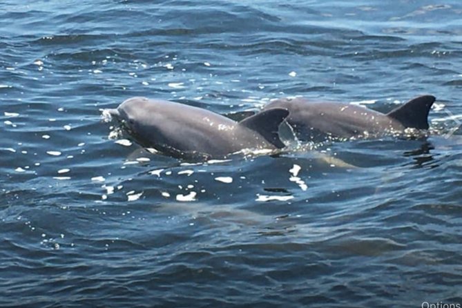 Big Fun Dolphin Cruise & Sealife Experiece ORANGE BEACH ALABAMA - Good To Know