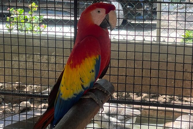Bird Aviary/Shopping & Beach Day Out in Montego Bay - Key Points