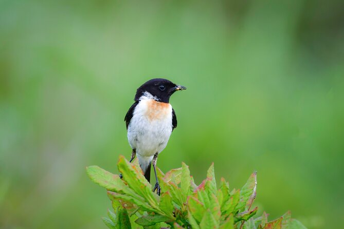 Bird Watching in the Nature Around Nikko Toshogu Shrine - Activity Overview