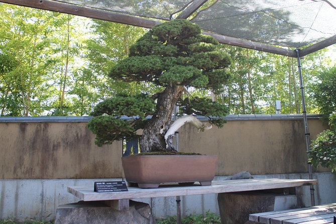 Bonsai Museum & Bonsai Experience - Good To Know