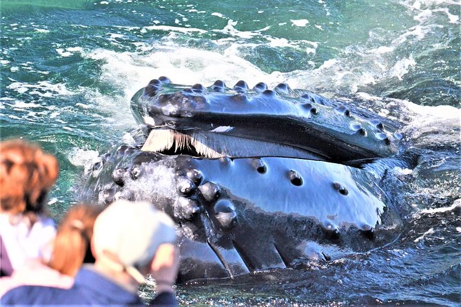 Boston Whale Watching Cruise by High-Speed Catamaran - Good To Know