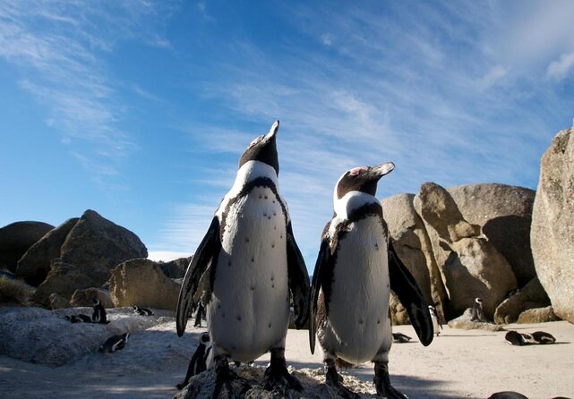 Boulders Beach Penguins and Wine Tasting Full Day Tour - Key Points